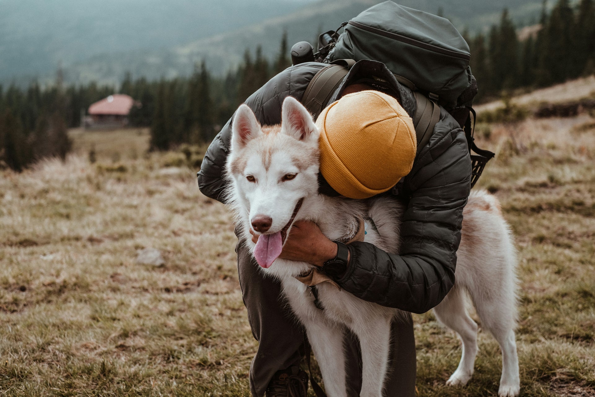 Light colored creme Husky with his tongue stuck out with a guy in a green puffy coat and orange beanie leaned over hugging the dog with a blurry background of dark pine trees.